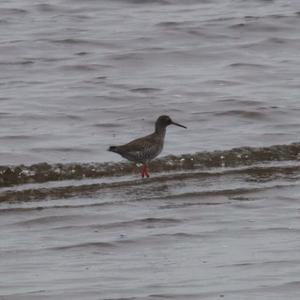 Common Redshank