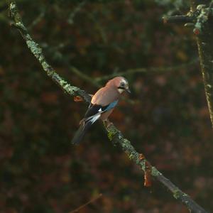 Eurasian Jay