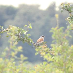 Red-backed Shrike