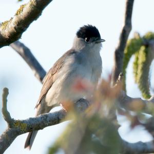 Blackcap