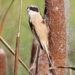 Eurasian Penduline-tit