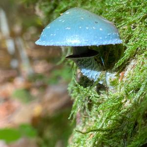 Blue-green Stropharia