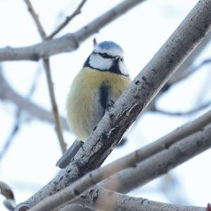 Blue Tit