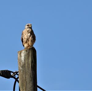 Common Kestrel