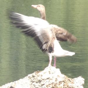 Greylag Goose