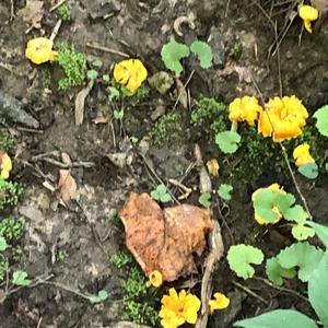 Chanterelle, Common