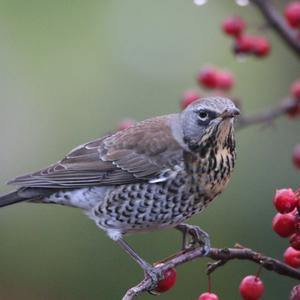 Fieldfare