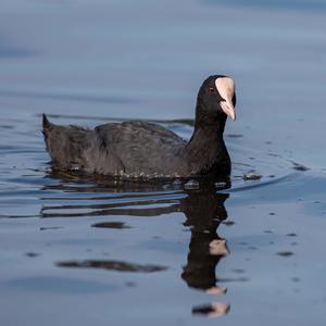 Common Coot