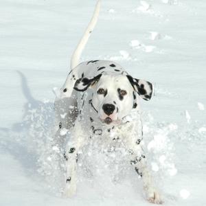 Dalmatian