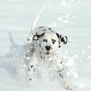 Dalmatian