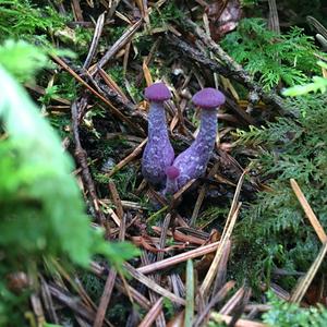 Amethyst Deceiver