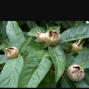 Medlar (Common)