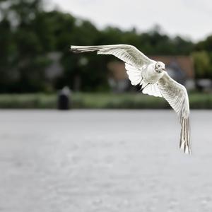 Herring Gull