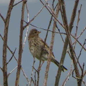 Reed Bunting