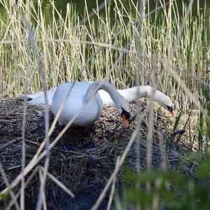 Mute Swan