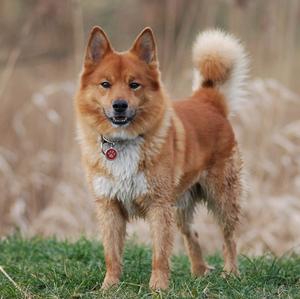 Icelandic Sheepdog