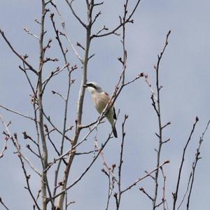 Red-backed Shrike