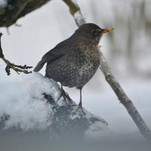 Eurasian Blackbird