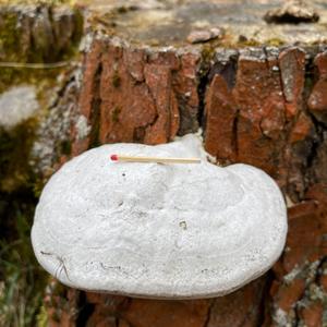 Tinder Polypore