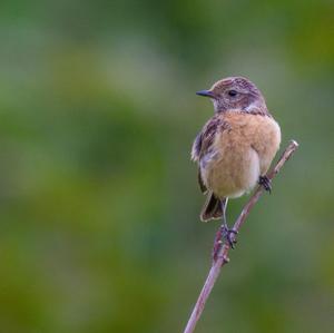 European stonechat