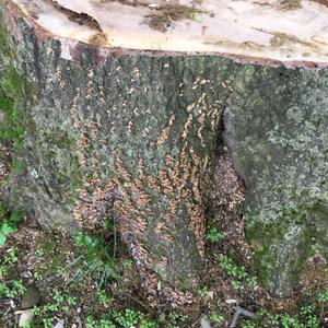 Thick-maze Oak polypore