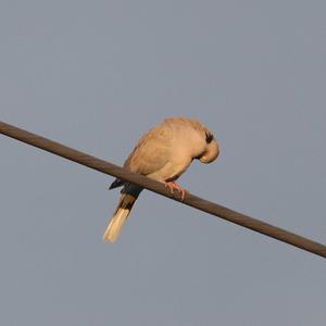 Eurasian Collared-dove