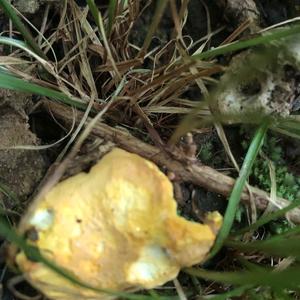 Chanterelle, Common