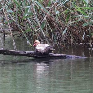 Red-crested Pochard