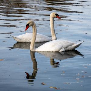 Mute Swan