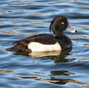 Tufted Duck