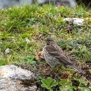 Water Pipit