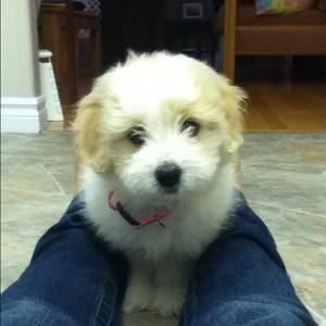 Coton de Tulear