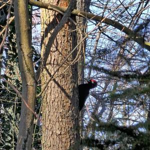 Black woodpecker