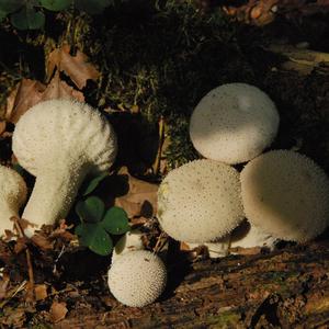 Gem-studded Puffball