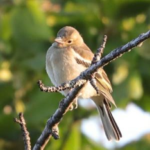 Eurasian Chaffinch