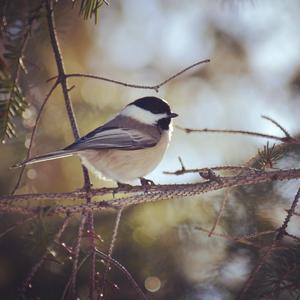 Black-capped Chickadee