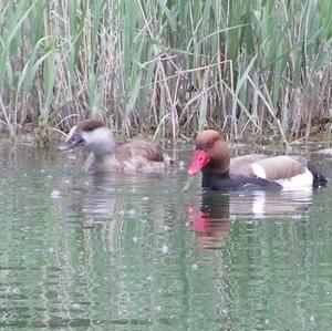 Red-crested Pochard