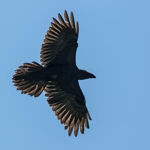 Common Raven