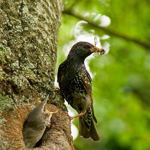 Common Starling