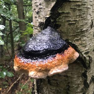 Red-belted Polypore