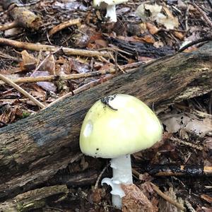 Death Cap