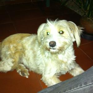 Unknown Breed