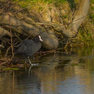 Common Coot