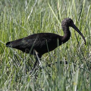 Glossy Ibis