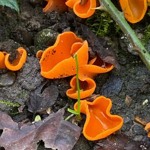 Orange Peel Fungus