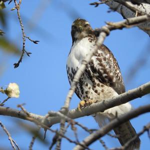 Red-tailed Hawk