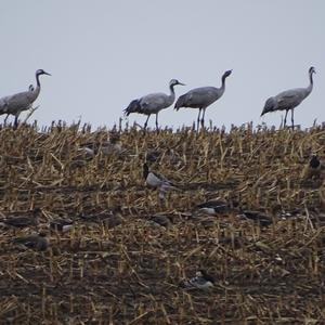 Common Crane