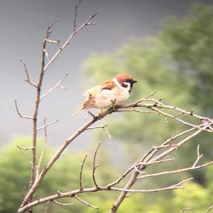 Eurasian Tree Sparrow