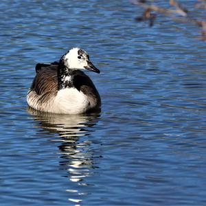 Canada Goose