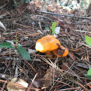 False Chanterelle